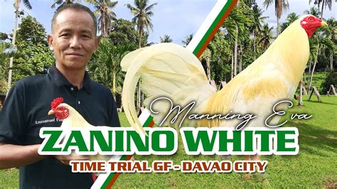 joe zanino white history|FARM VISIT: ZANINO WHITE of Mr. Manning Eva .